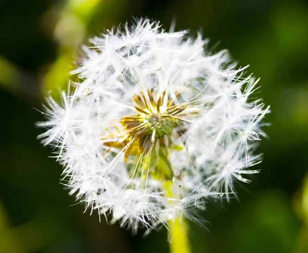 Løvetann Med Dråper Makro Naturbakgrunn – stockfoto