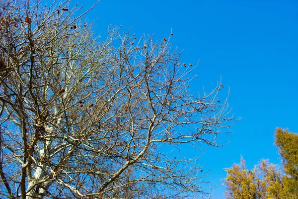 Baum Gegen Den Himmel Auf Naturhintergrund — Stockfoto