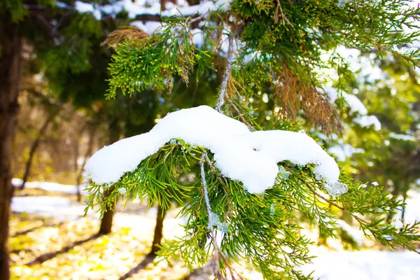 Nieve Rama Del Árbol Día Soleado — Foto de Stock