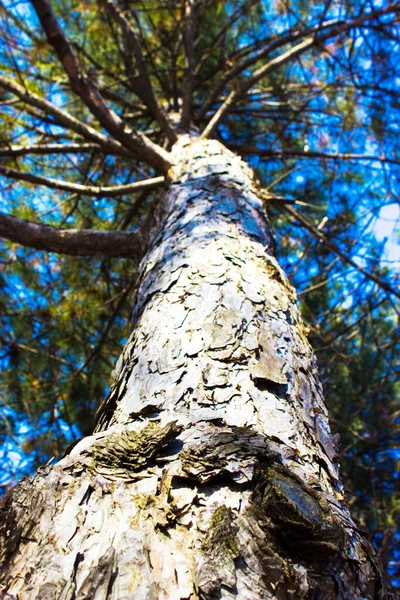 Tree Sky Nature Background — Stock Photo, Image