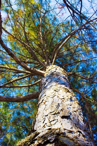 Árvore Contra Céu Fundo Natureza — Fotografia de Stock