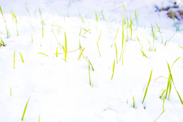 Gras Sneeuw Natuur Achtergrond — Stockfoto