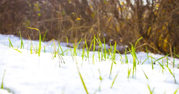 Gras Sneeuw Natuur Achtergrond — Stockfoto