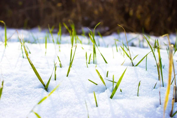 Hierba Nieve Fondo Naturaleza — Foto de Stock