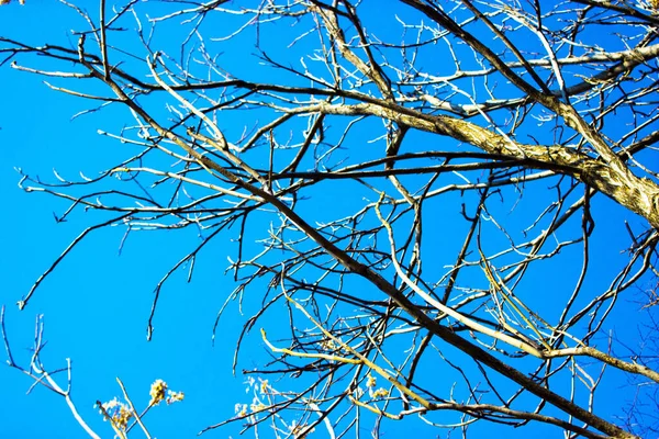 Baum Gegen Den Himmel Auf Naturhintergrund — Stockfoto