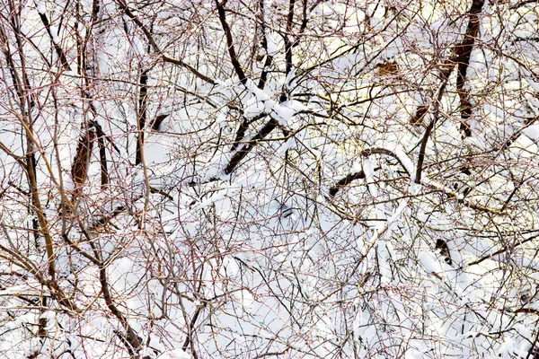 Ramas Árboles Nieve Fondo Naturaleza — Foto de Stock
