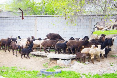 Koyun grubu taş duvarın yanında.