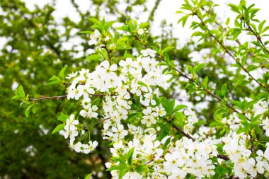 Bahar mevsiminde ağaç çiçek açar. Beyaz yapraklar.
