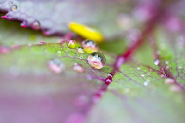Arkaplan olarak su damlaları, alanı kopyala