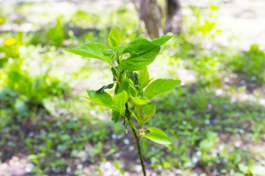 Doğa arka planında yeşil çimen