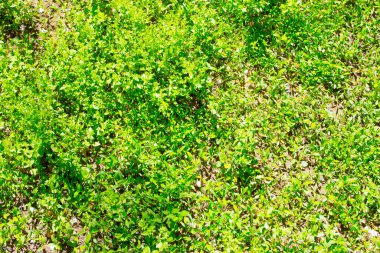 Doğa arka planında yeşil çimen