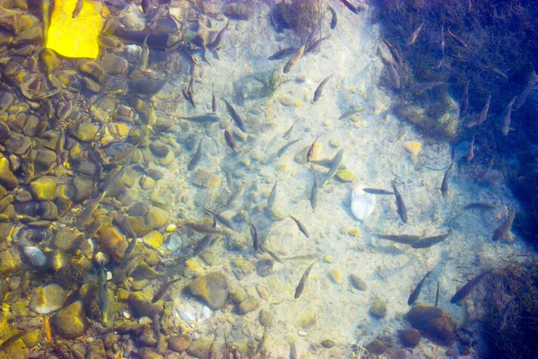 Pescado Seco Sobre Fondo Blanco — Foto de Stock