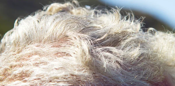 Γκρι Μαλλιά Στο Κεφάλι Της Γυναίκας — Φωτογραφία Αρχείου