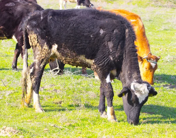 Vacas Campo Pasto Verde — Fotografia de Stock