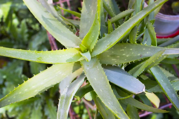 Doğa arka planında yeşil çimen