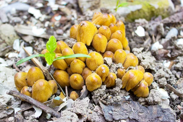 Grèbe Champignon Dans Forêt Sauvage — Photo