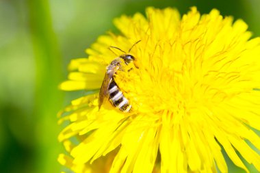 Arkaplan olarak karahindiba çiçeğini kapat