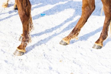 Kardaki ayak atı, yakın çekim.
