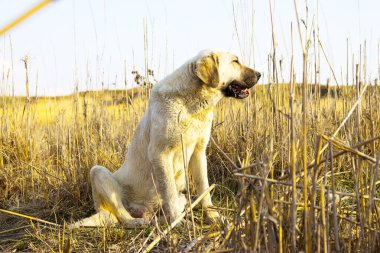 Köpek dışarıda geziyor.