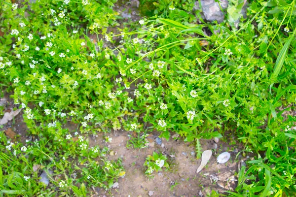 Green Grass Nature Background — Stock Photo, Image