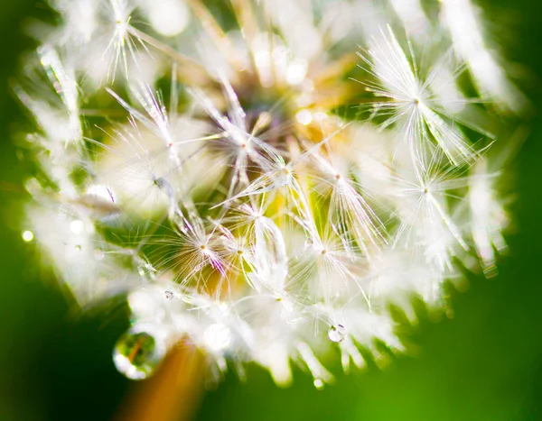 Dandelion Drops Macro Nature Background — Stock Photo, Image