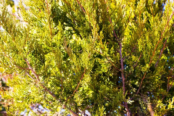 Julgran Närbild Naturen Bakgrund — Stockfoto