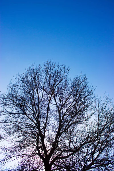 Träd Mot Himlen Naturen Bakgrund — Stockfoto