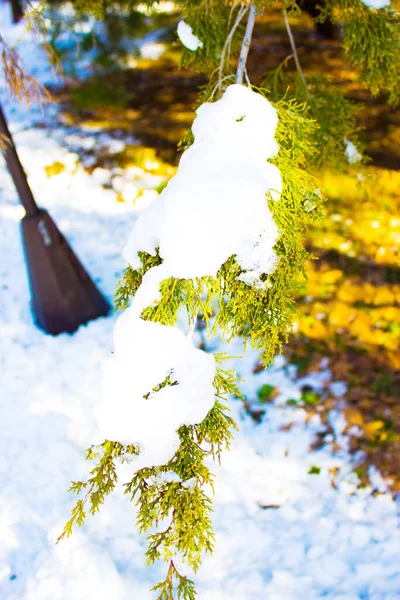 Neve Galhos Árvore Dia Ensolarado — Fotografia de Stock