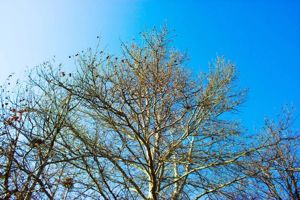 Albero Contro Cielo Sullo Sfondo Della Natura — Foto Stock