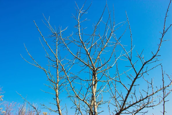 Träd Mot Himlen Naturen Bakgrund — Stockfoto