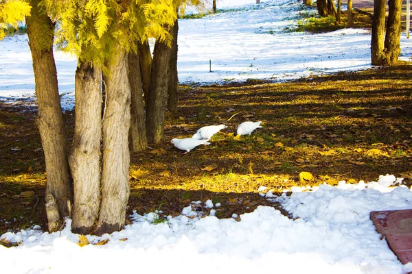 Bulanık Alanda Yerde Beyaz Güvercin — Stok fotoğraf