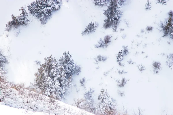 Гілки Дерев Снігу Фоні Природи — стокове фото