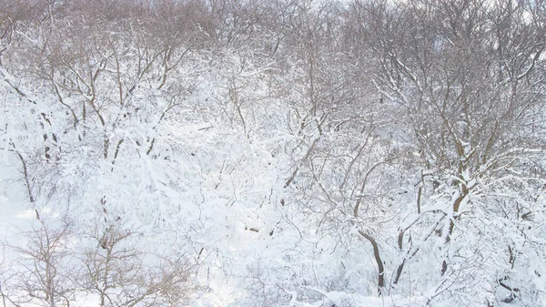 Äste Von Bäumen Schnee Auf Dem Hintergrund Der Natur — Stockfoto