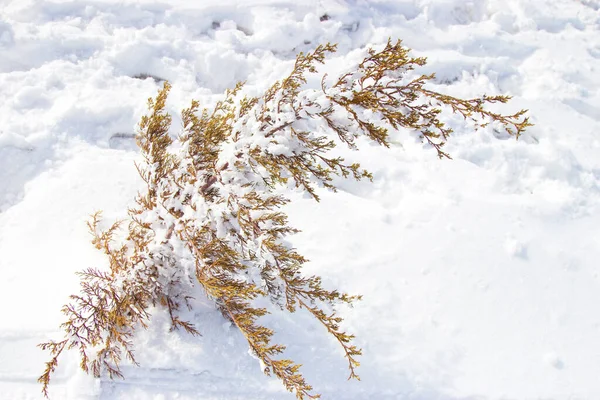 Takken Van Bomen Sneeuw Natuur Achtergrond — Stockfoto