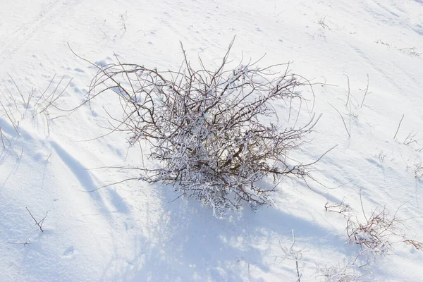 大自然背景下雪地里的树枝 — 图库照片