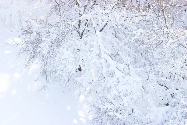 Äste Von Bäumen Schnee Auf Dem Hintergrund Der Natur — Stockfoto