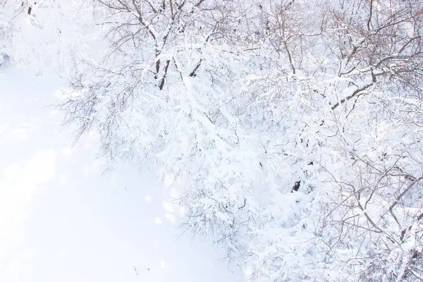 大自然背景下雪地里的树枝 — 图库照片