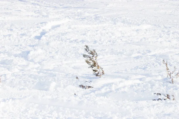 Снежная Дорога Лыжников Зимой — стоковое фото