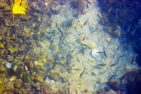 Pescado Seco Sobre Fondo Blanco — Foto de Stock