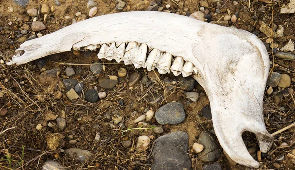 Jaw. The bones on the ground. part of skull over cracked dried earth due to a world drought and climate change, , illustrating the effects it has on wildlife