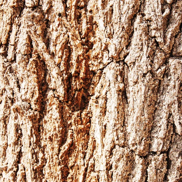 Texture Une Surface Bois Fond — Photo