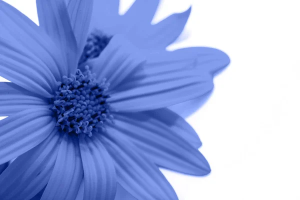 Surreal Azul Exótico Flor Calêndula Macro Isolado Branco — Fotografia de Stock