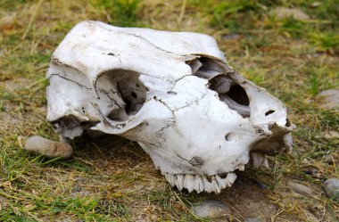 Yerdeki hayvan kafatası