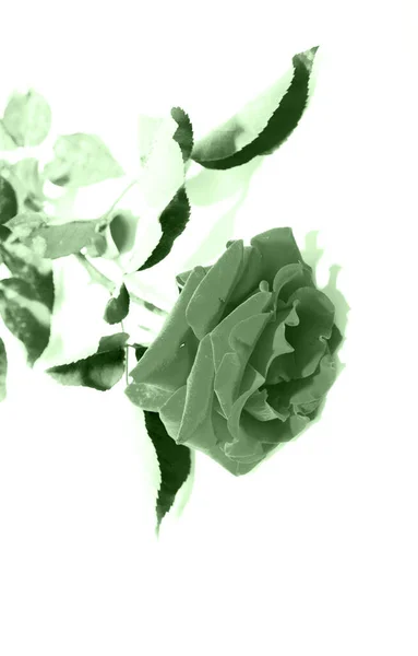 Belle Fleur Rose Plante — Photo