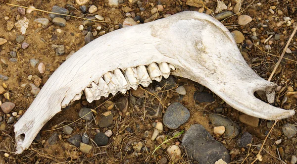 Jaw. The bones on the ground. part of skull over cracked dried earth due to a world drought and climate change, , illustrating the effects it has on wildlife