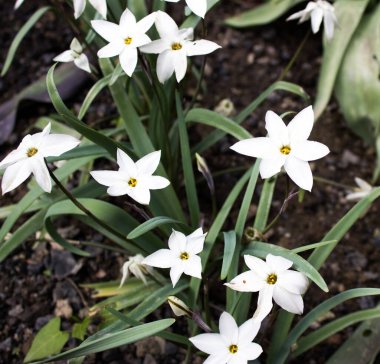 Güzel bir lale buketi. Renkli lale. İlkbaharda lale, renkli lale