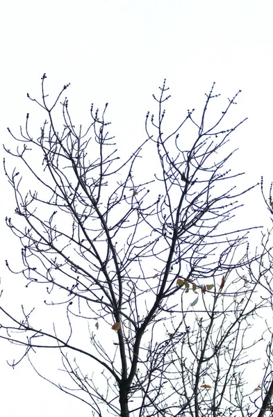 Baum Bei Sonnenuntergang Bei Nacht — Stockfoto