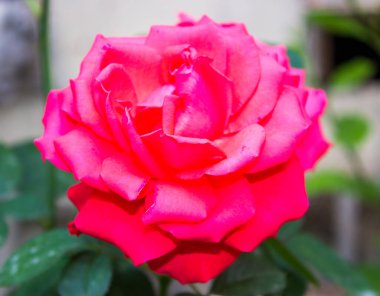 Güzel botanik fotoğrafı, doğal duvar kağıdı.