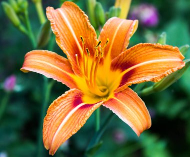 Güzel botanik fotoğrafı, doğal duvar kağıdı.