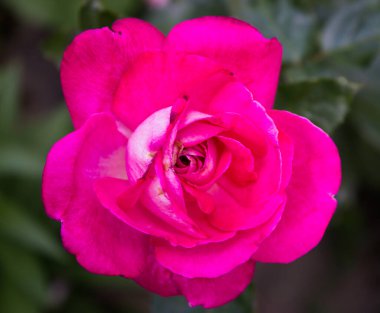 Güzel botanik fotoğrafı, doğal duvar kağıdı.